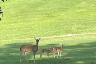 1052 Greenbriar Trail, Holly Lake Ranch, TX 75765 - Photo 38