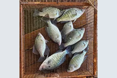 21893 Boles Road, Frankston, TX 75763 - Photo 32