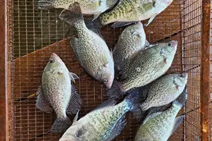 21893 Boles Rd, Frankston, TX 75763 - Photo 32