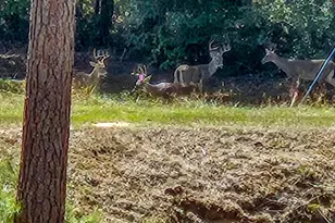 4491 S Fm 2869, Hawkins, TX 75765 - Photo 34