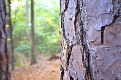 Tbd Bob O Link Rd., Gladewater, TX 75645 - Photo 8