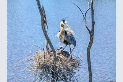 Tbd Private Rd 5862, Yantis, TX 75497 - Photo 18