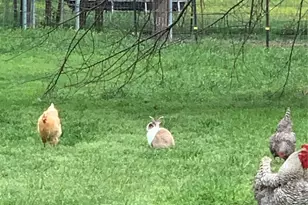 1100 E Rabbit Cove Rd, Quinlan, TX 75474 - Photo 10