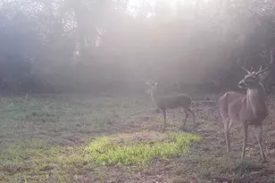 Tbd Cr 2737, Naples, TX 75568 - Photo 26