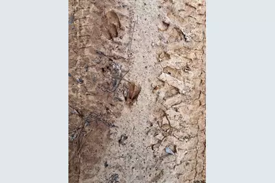 Tract 1 Venus Rd, White Oak, TX 75693 - Photo 2