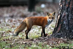 1304 Greenbriar Trail, Holly Lake Ranch, TX 75765 - Photo 48