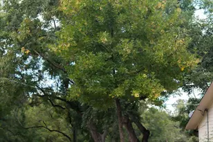 323 Co Rd 1519, Jacksonville, TX 75766 - Photo 6