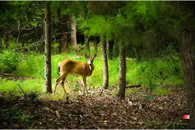 138 Green Knoll, Holly Lake Ranch, TX 75765 - Photo 30