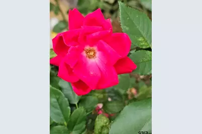 803 Sunny Meadows, Whitehouse, TX 75791 - Photo 32