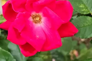 803 Sunny Mdws, Whitehouse, TX 75791 - Photo 32