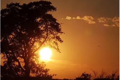 Tbd Fm 317, Chandler, TX 75758 - Photo 2