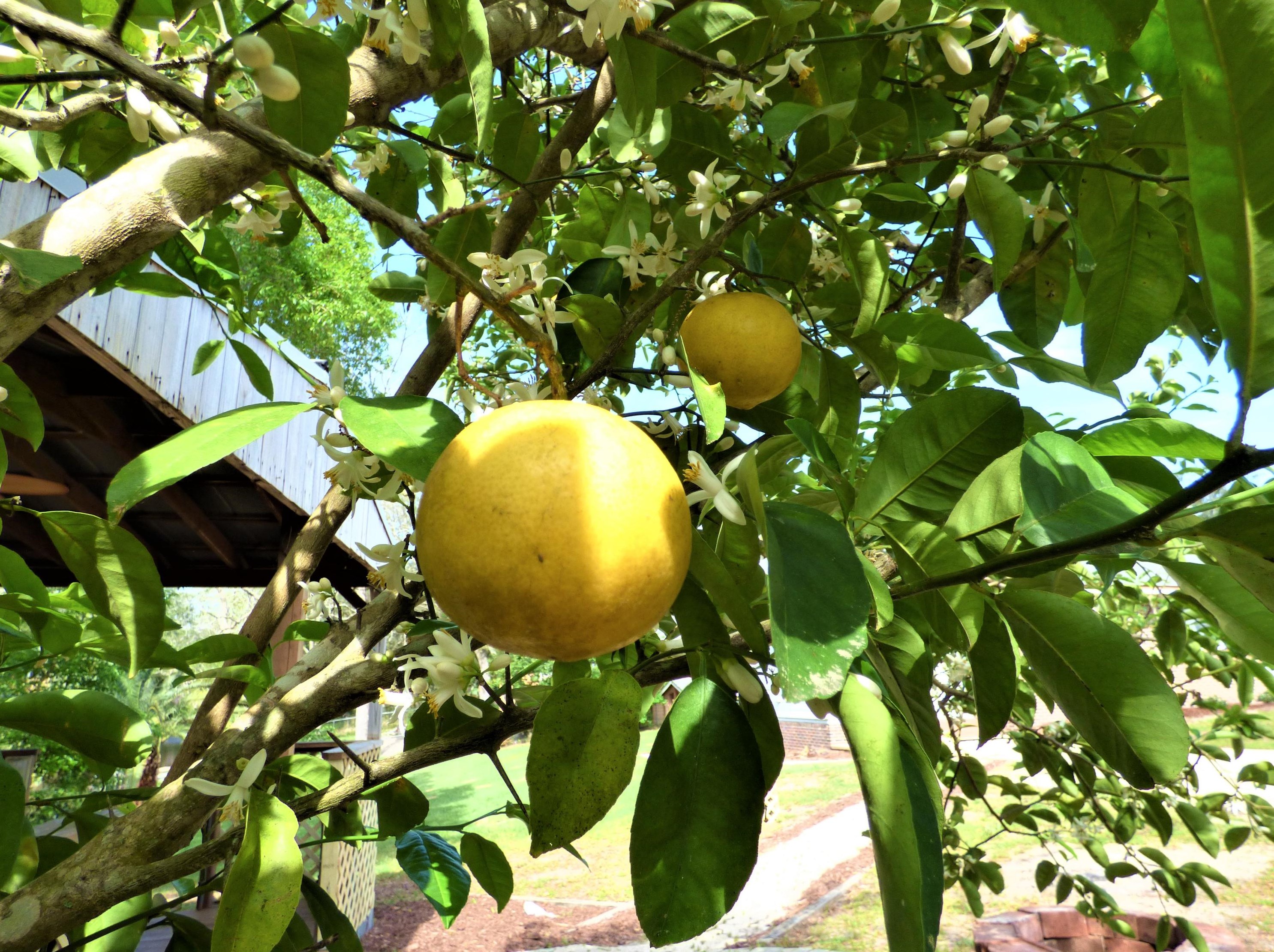 1824 Redwood Ave, Niceville FL  32578-3655 exterior