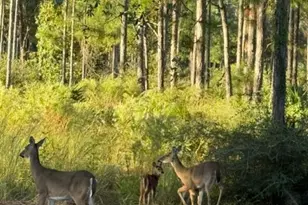 424 N Church Street Street N, Santa Rosa Beach, FL 32459 - Photo 68