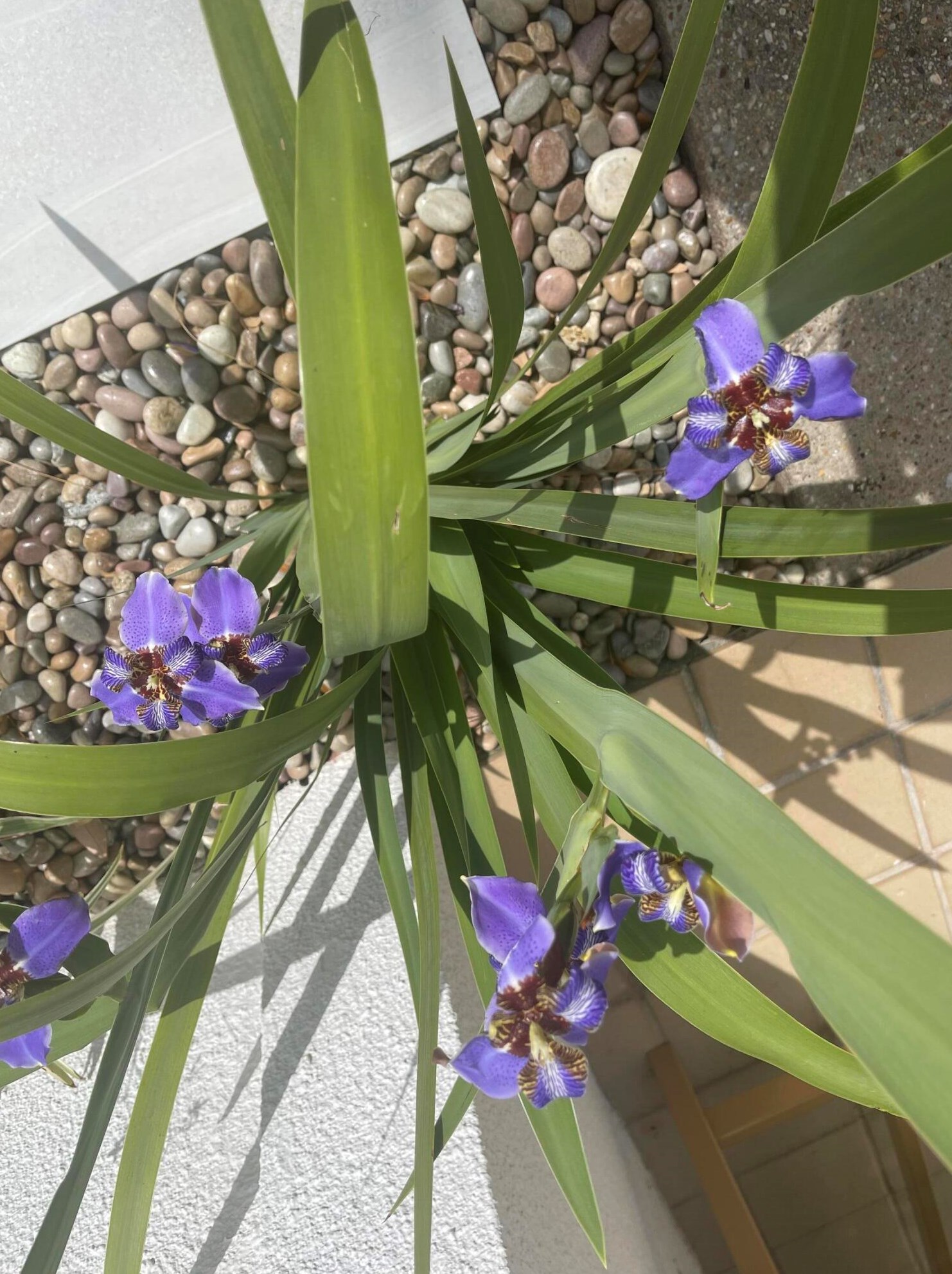 8017 Legend Creek Dr, Destin FL  32550-4893 exterior