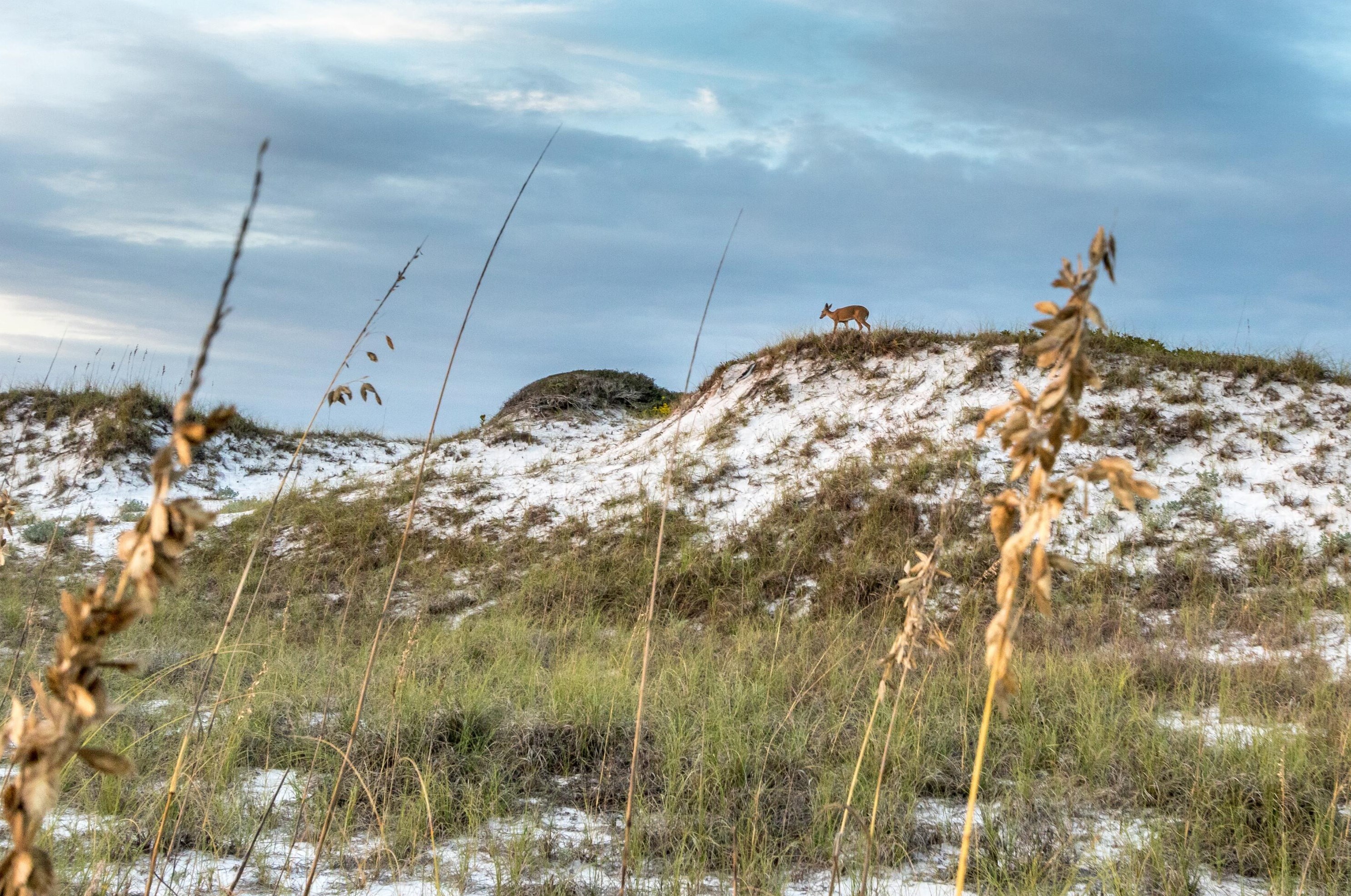 448 Cypress Dr, Santa Rosa Beach FL  32459-8586 exterior