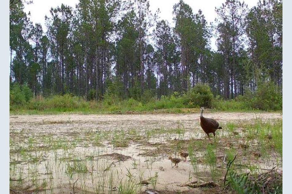 Xxx1 Indian Ford Rd, Milton, FL 32570 MLS 953745 Coldwell Banker