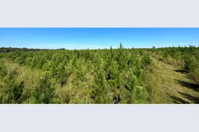 Parcel L Buck Tyner Road, Laurel Hill, FL 32567 - Photo 12