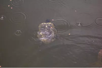 1100 Kings Lake Boulevard, Defuniak Springs, FL 32433 - Photo 46