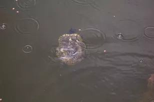 1100 Kings Lake Blvd, Defuniak Springs, FL 32433 - Photo 46