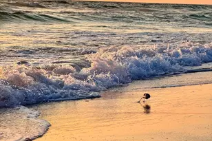 17735 Front Beach Rd, Panama City Beach, FL 32413 - Photo 50