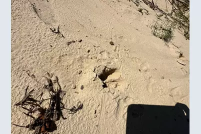 Parcel D Millside Road, Laurel Hill, FL 32567 - Photo 6