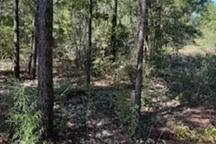 45-48 W Buckeye Street W, Mossy Head, FL 32434 - Photo 1