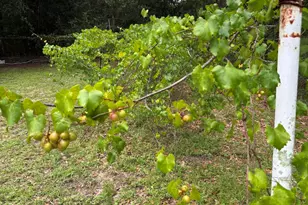 175 Bob McCaskill Dr, Defuniak Springs, FL 32433 - Photo 22