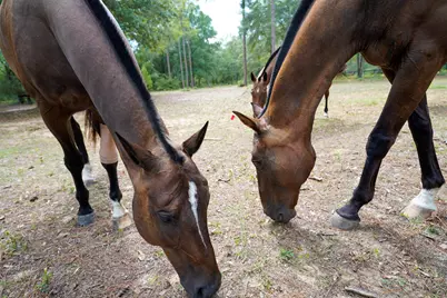 817 N Planters Drive N, Laurel Hill, FL 32567 - Photo 46