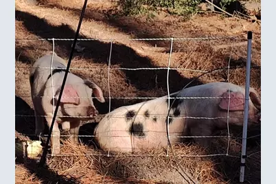 600 Jasper Floyd Road, Ponce de Leon, FL 32455 - Photo 18