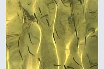 421 Waterway Lane, Fort Walton Beach, FL 32547 - Photo 28