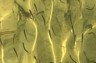 421 Waterway Ln, Fort Walton Beach, FL 32547 - Photo 28