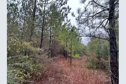 Tract#6418 Mattox Springs Road, Caryville, FL 32427 - Photo 1