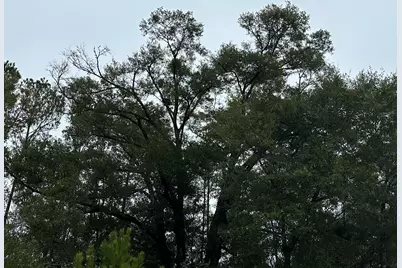 Tract#6418 Mattox Springs Road, Caryville, FL 32427 - Photo 4