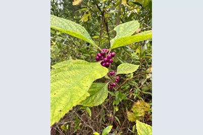 Tract#6418 Mattox Springs Road, Caryville, FL 32427 - Photo 2