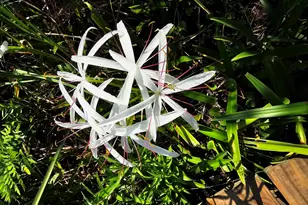 2760 Dove Haven Ln, Navarre, FL 32566 - Photo 50