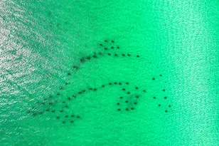 9 S Payne Street S, Miramar Beach, FL 32550 - Photo 54