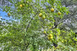 226 S 19th Street S, Defuniak Springs, FL 32435 - Photo 46