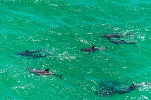 308 W Sandestin Blvd W, Miramar Beach, FL 32550 - Photo 34