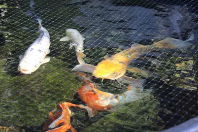 311 McEwen Drive, Niceville, FL 32578 - Photo 52