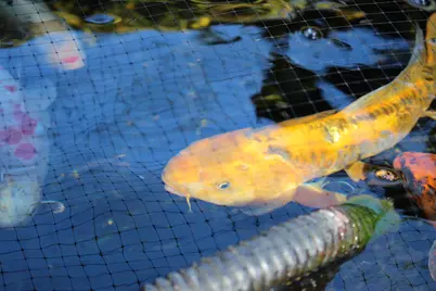 311 McEwen Drive, Niceville, FL 32578 - Photo 54