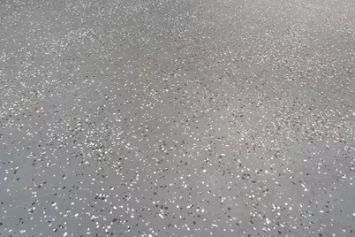 67 W Wild Briar Road W, Santa Rosa Beach, FL 32459 - Photo 36