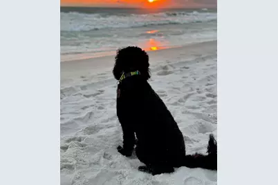 114 Mainsail Drive #UNIT 384, Miramar Beach, FL 32550 - Photo 10