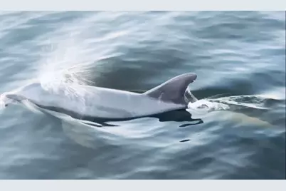 160 Pelican Bay Drive, Santa Rosa Beach, FL 32459 - Photo 62