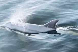 160 Pelican Bay Dr, Santa Rosa Beach, FL 32459 - Photo 62