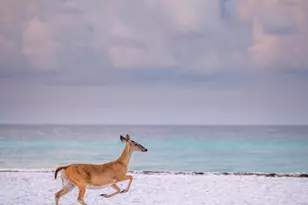 247 N Bishop Road N, Santa Rosa Beach, FL 32459 - Photo 50