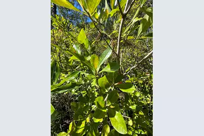 B & D Millside Road, Laurel Hill, FL 32567 - Photo 8