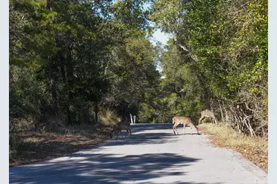 211 Missile Hill Road, Santa Rosa Beach, FL 32459 - Photo 74