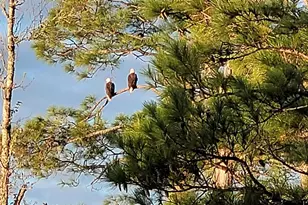 195 Alden Ln, Freeport, FL 32439 - Photo 26