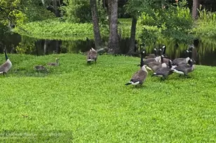 310 Woodland Dr, Jacksonville, NC 28540 - Photo 8