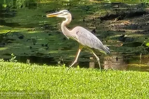 310 Woodland Dr, Jacksonville, NC 28540 - Photo 10